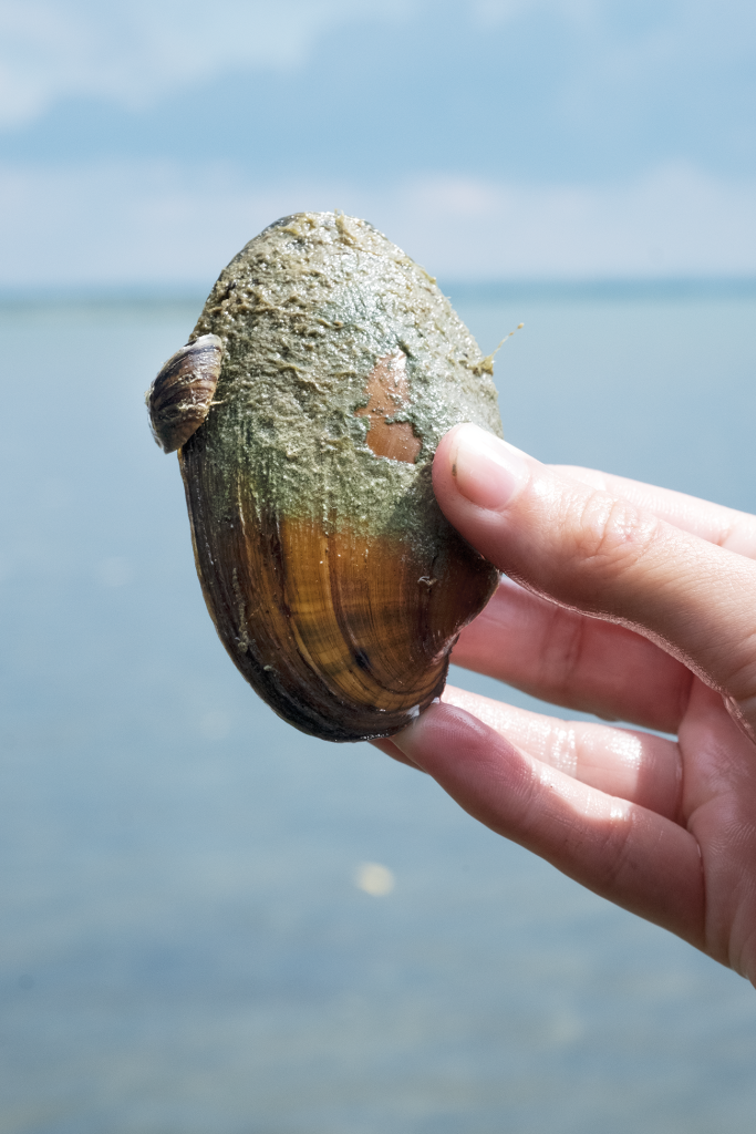 2007-08_FINS_Sutherland.Stephany-Hildebrand.014-683×1024 Mussel crusted with mud being held out of water