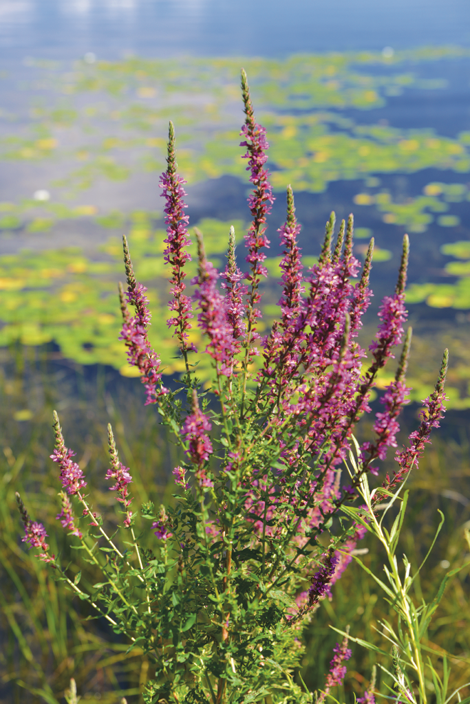 2008-06_FINS_Pointe_Des_Cascades.Stephany-Hildebrand.065-683×1024 Purple loostrife on the shore of a waterbody