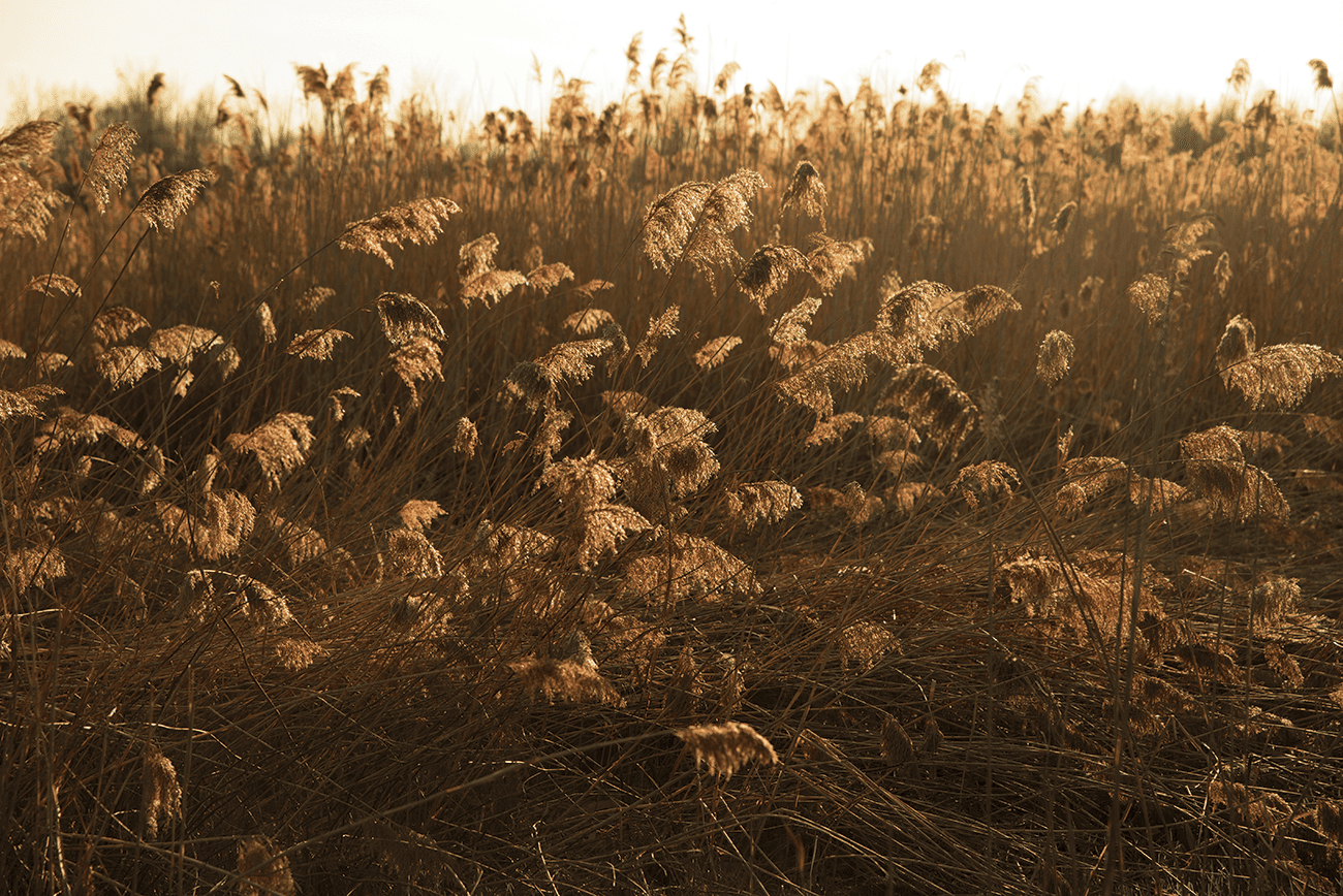 2104-18_Antoine-Charlevoix.Stephany-Hildebrand.00111 Phragmites sp. grass