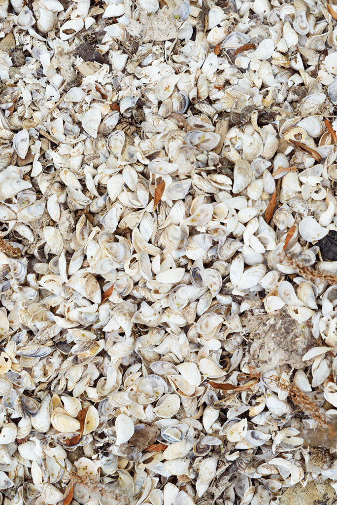 2106-13_Maitland-visit.Stephany-Hildebrand.076-684×1024 Beach covered in empty mussel shells