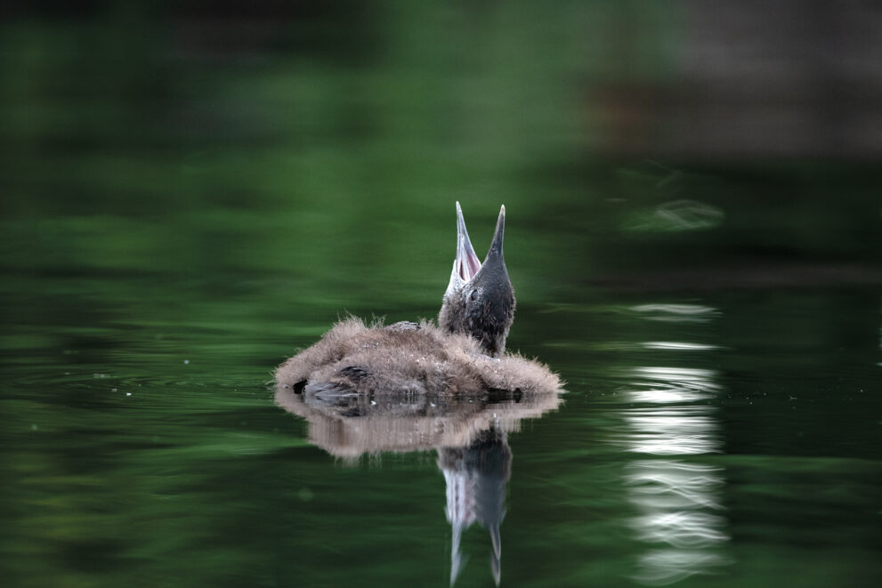 Juvenile common loon