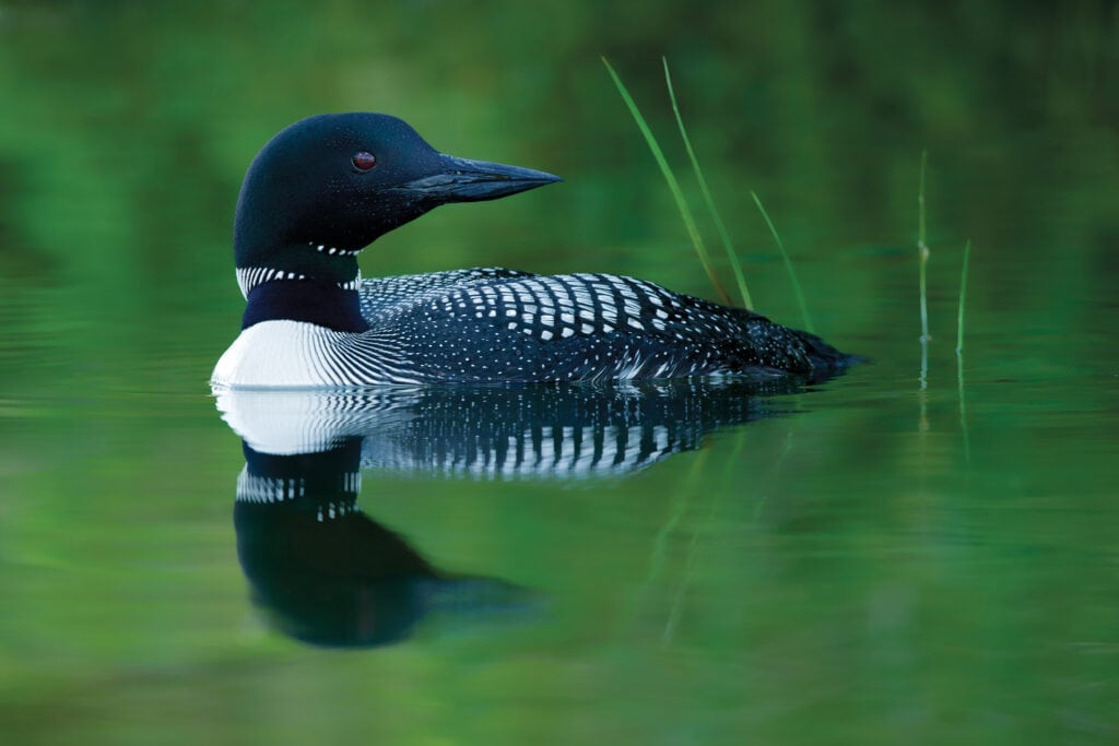 Common loon