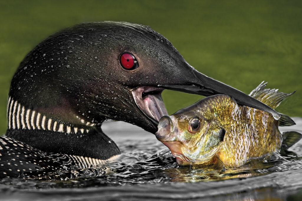 Common Loon with fish