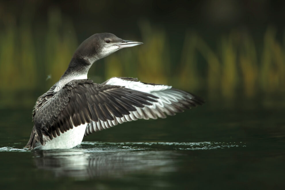 Juvenile Common Loon