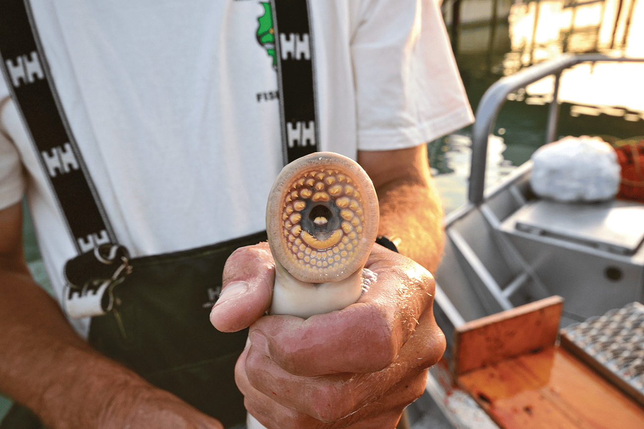 Sea-lamprey-Lake-Michigan-Can-Geo_Hi-Res-1 Person holding a sea lamprey