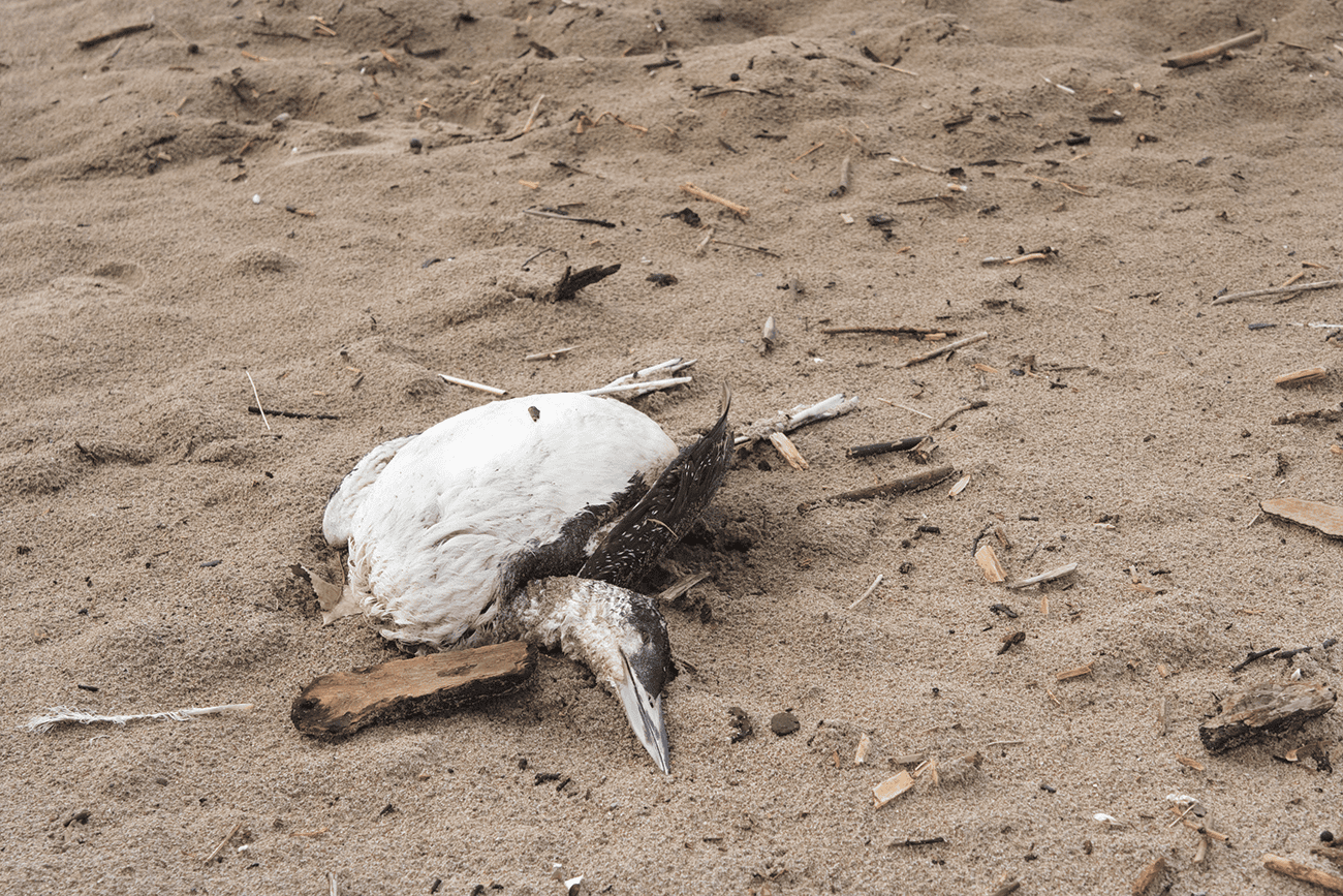 iStock-176101451 Dead bird on the shore of a beach