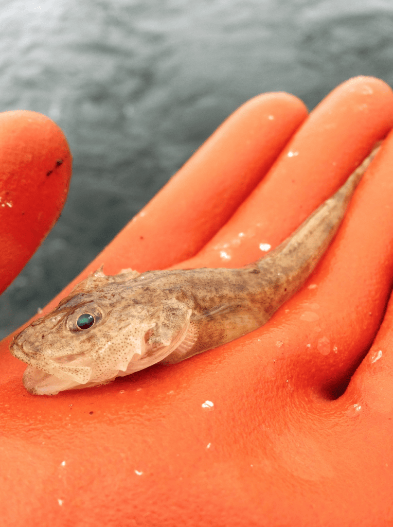 image002-764×1024 Deep water sculpin