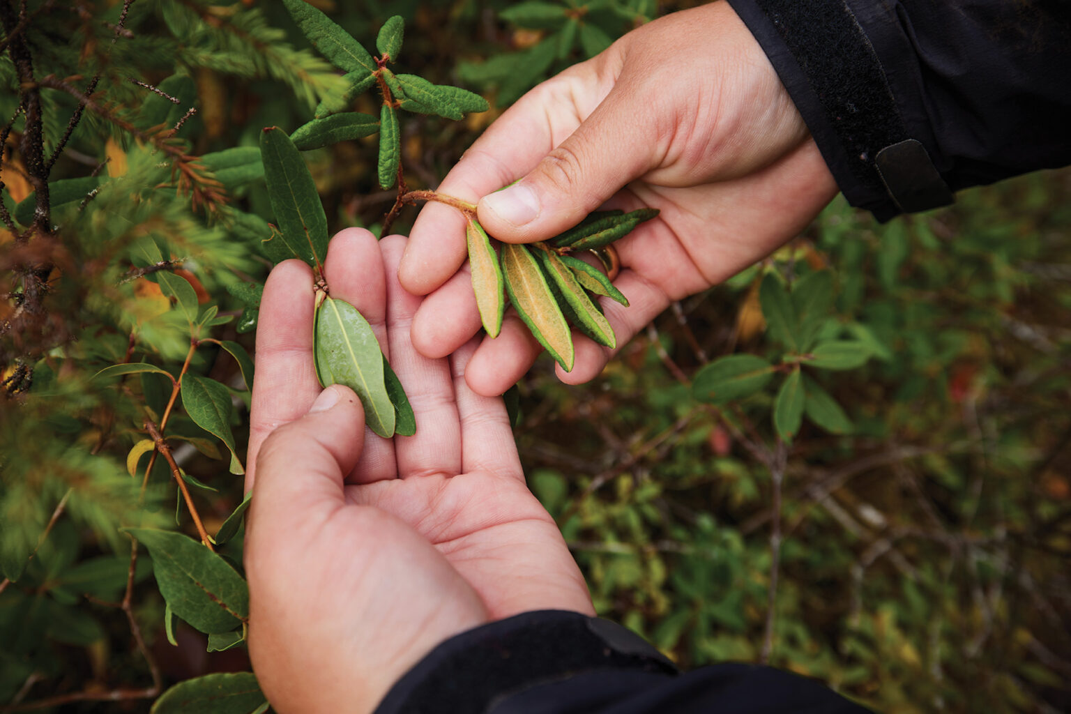 Image of Labrador tea