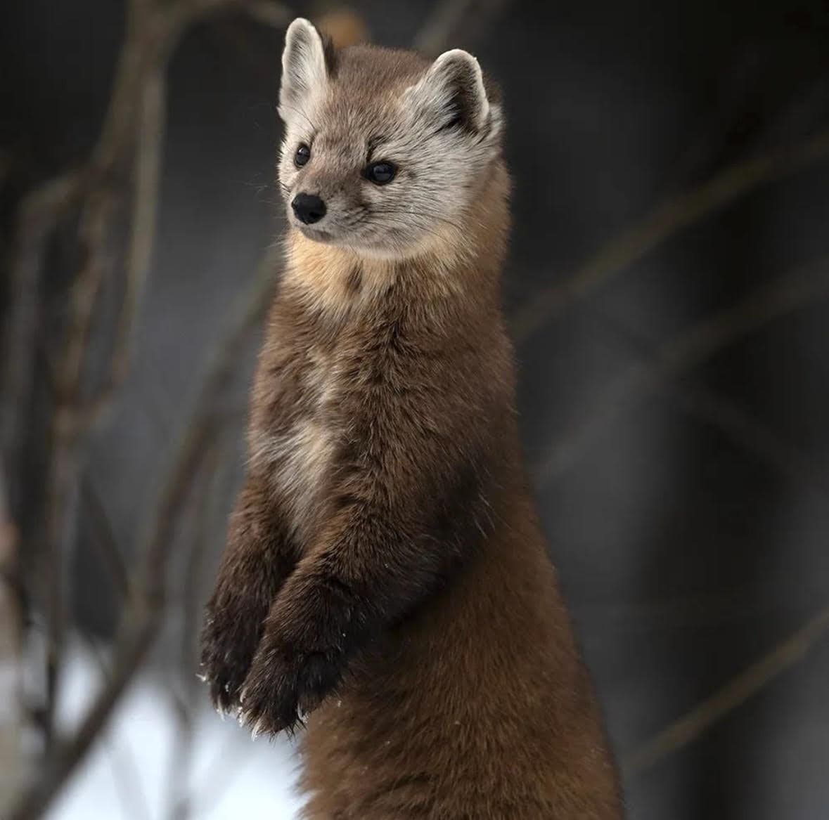 American Marten An American marten stands upright, popping out from the snow.