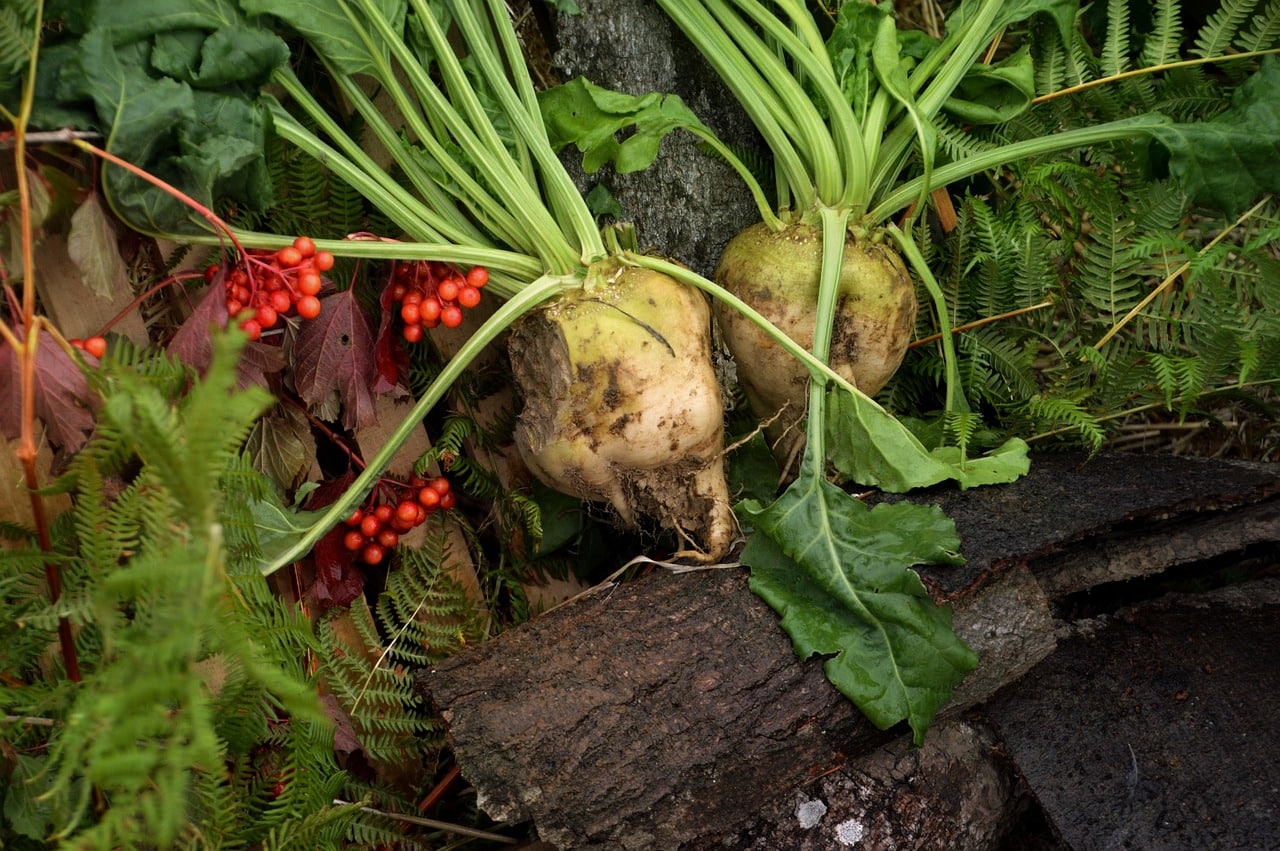 Sugar beets Dirty sugar beets sit on a pile of greenery
