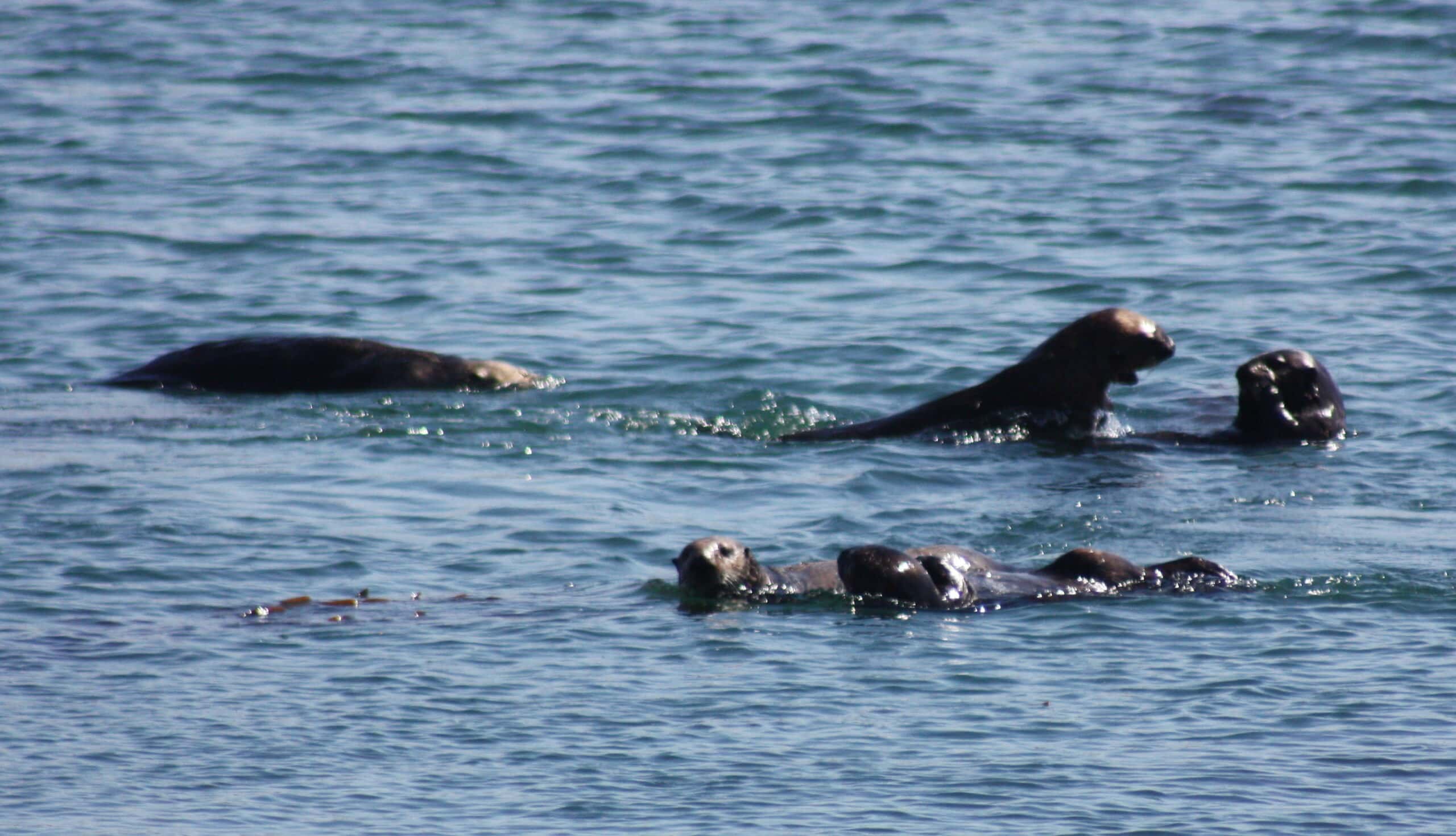 A group of otters playing together on the surface of the lake look like the Loch Ness monster, thanks to their configuration